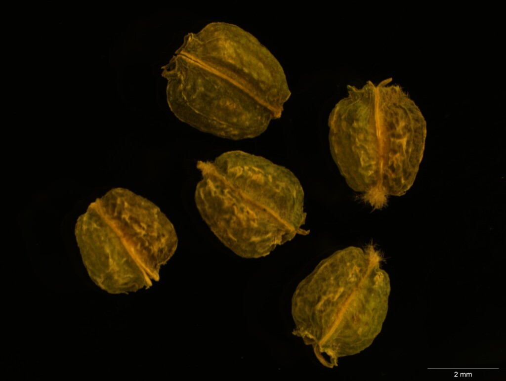 Astrotricha sp. 3 (hero image)