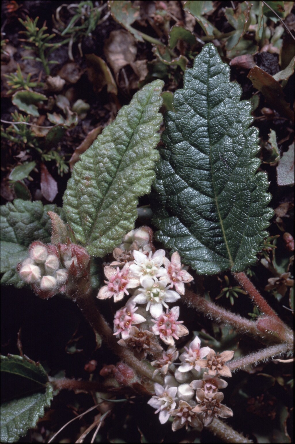 Commersonia prostrata (hero image)