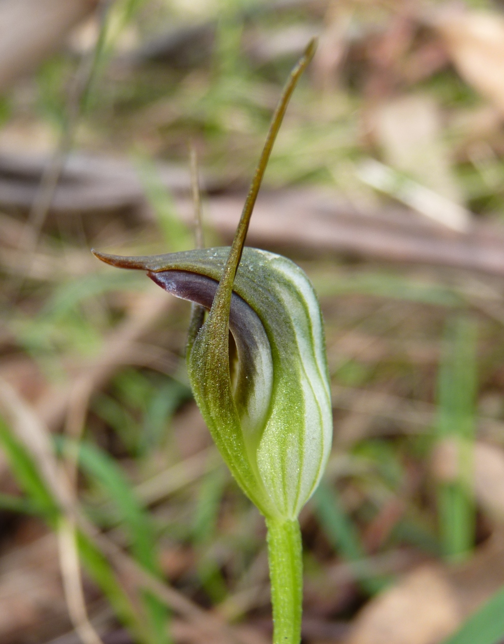 Pterostylis pedunculata (hero image)