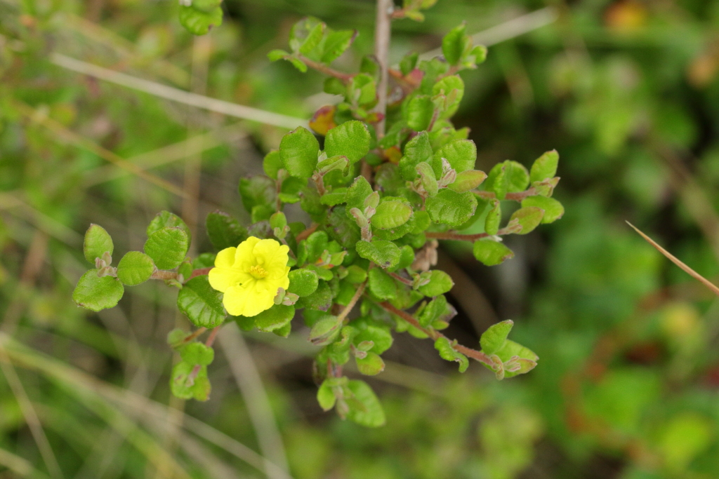 Hibbertia truncata (hero image)