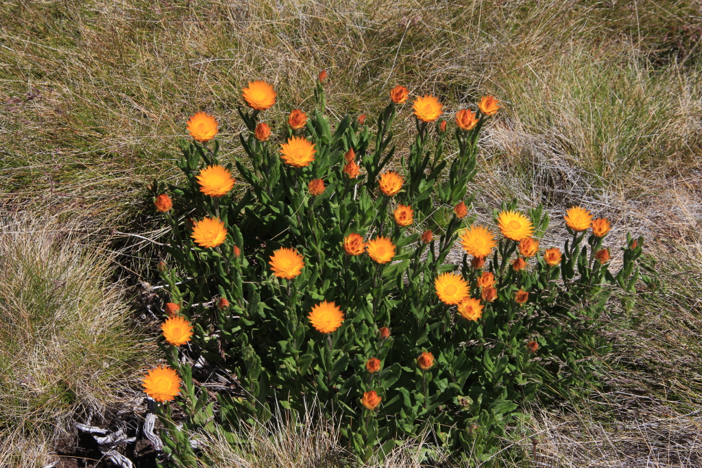 Xerochrysum subundulatum (hero image)