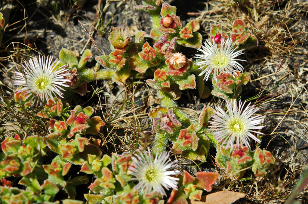 Mesembryanthemum crystallinum (hero image)