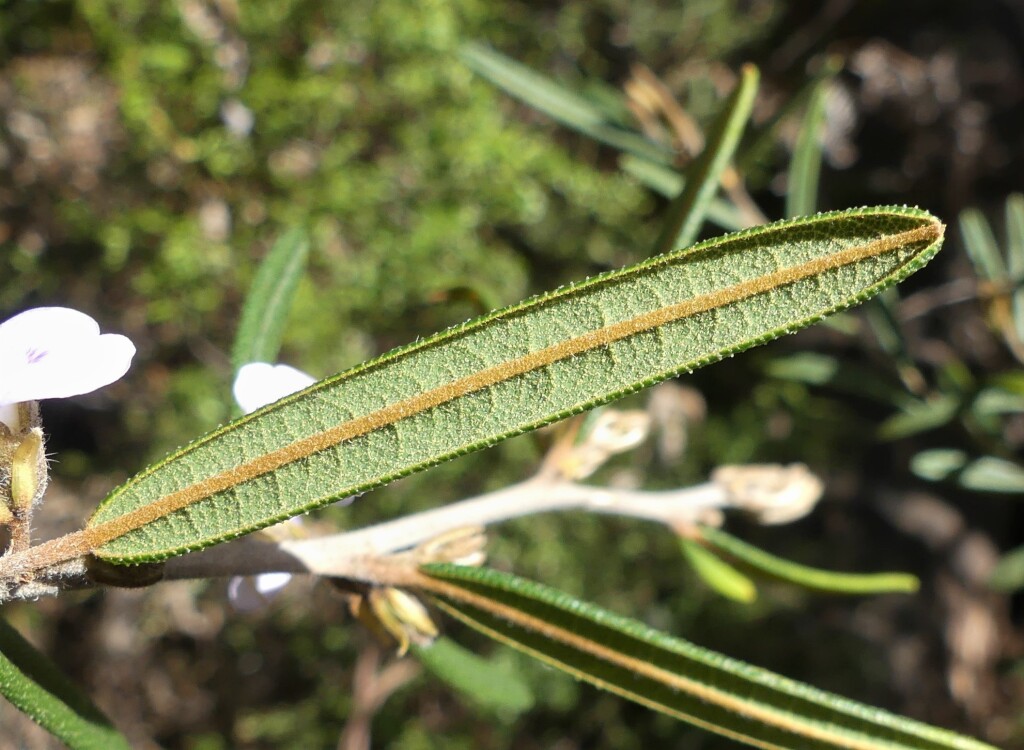 Hovea asperifolia (hero image)