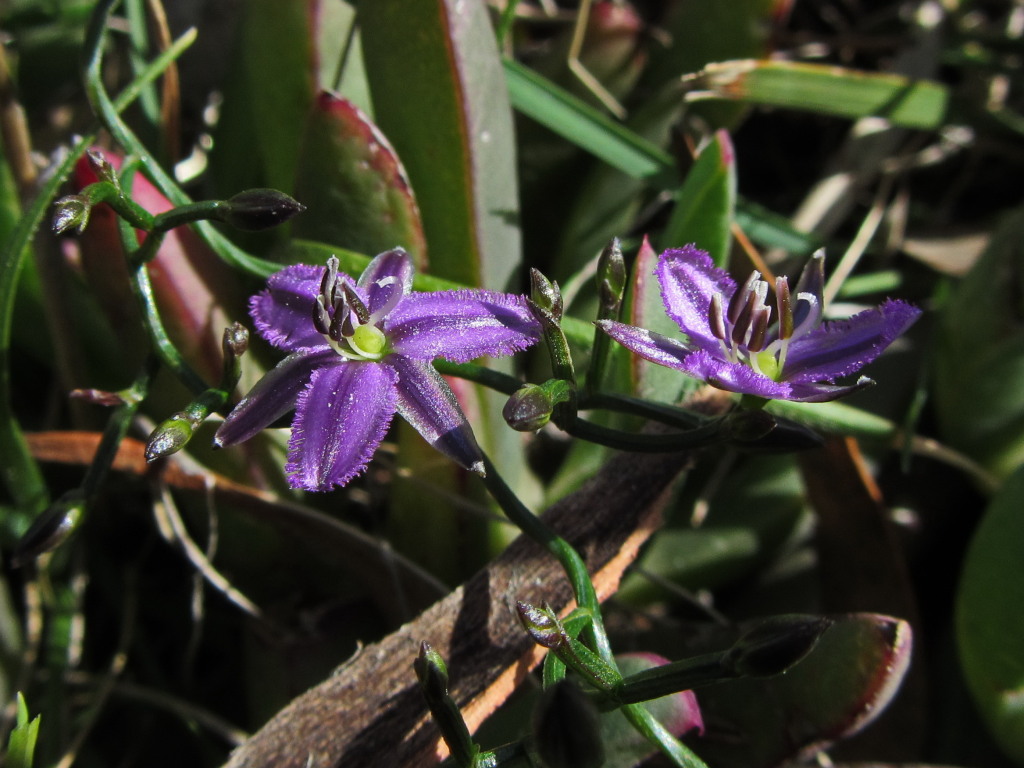 Thysanotus patersonii (hero image)