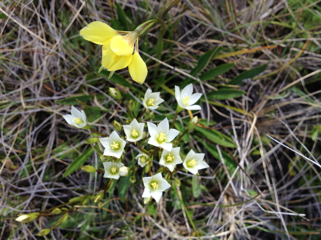 Gentianella polysperes (hero image)