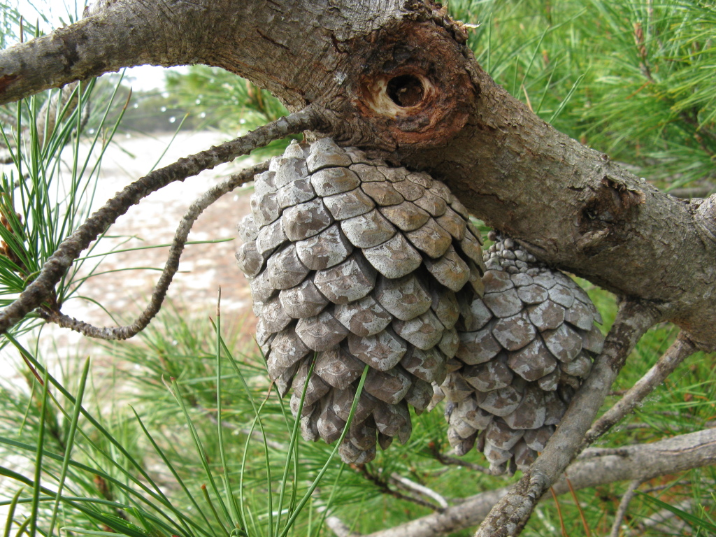 Pinus pinaster (hero image)