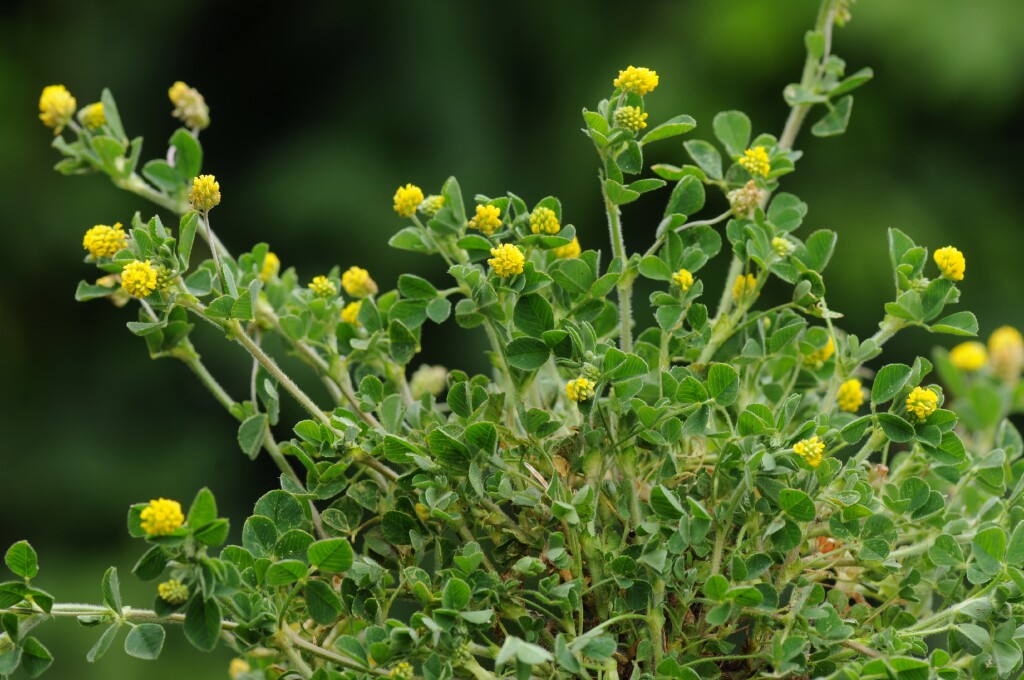 Medicago lupulina (hero image)