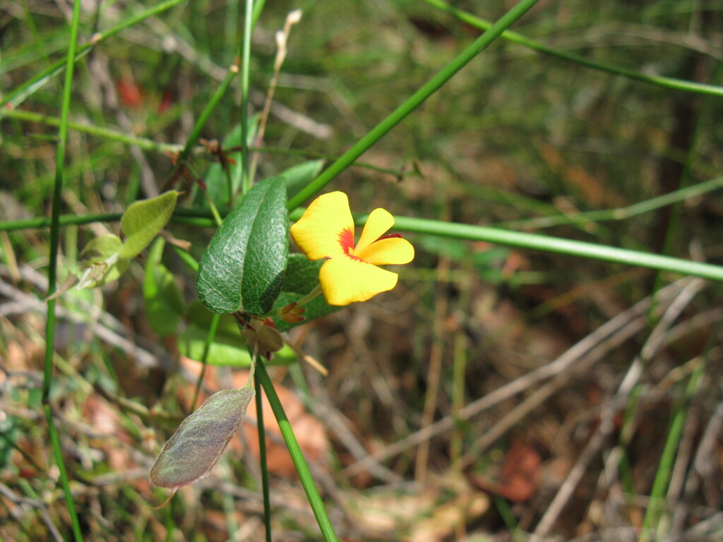 Platylobium parviflorum (hero image)