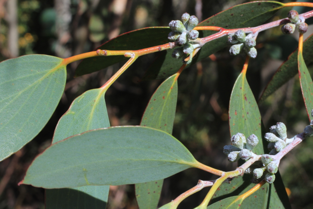 Eucalyptus pauciflora subsp. hedraia (hero image)