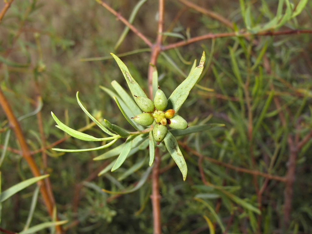 Pimelea microcephala (hero image)