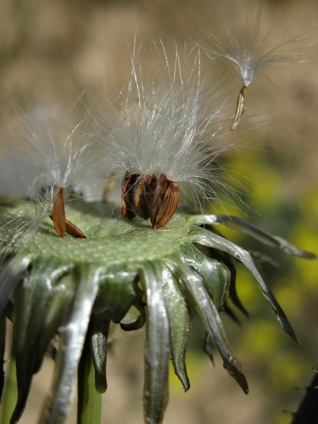 Sonchus asper subsp. asper (hero image)