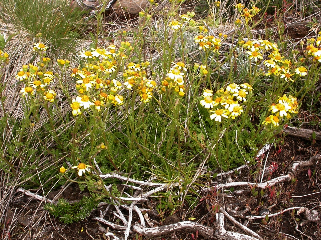 Senecio pinnatifolius var. alpinus (hero image)