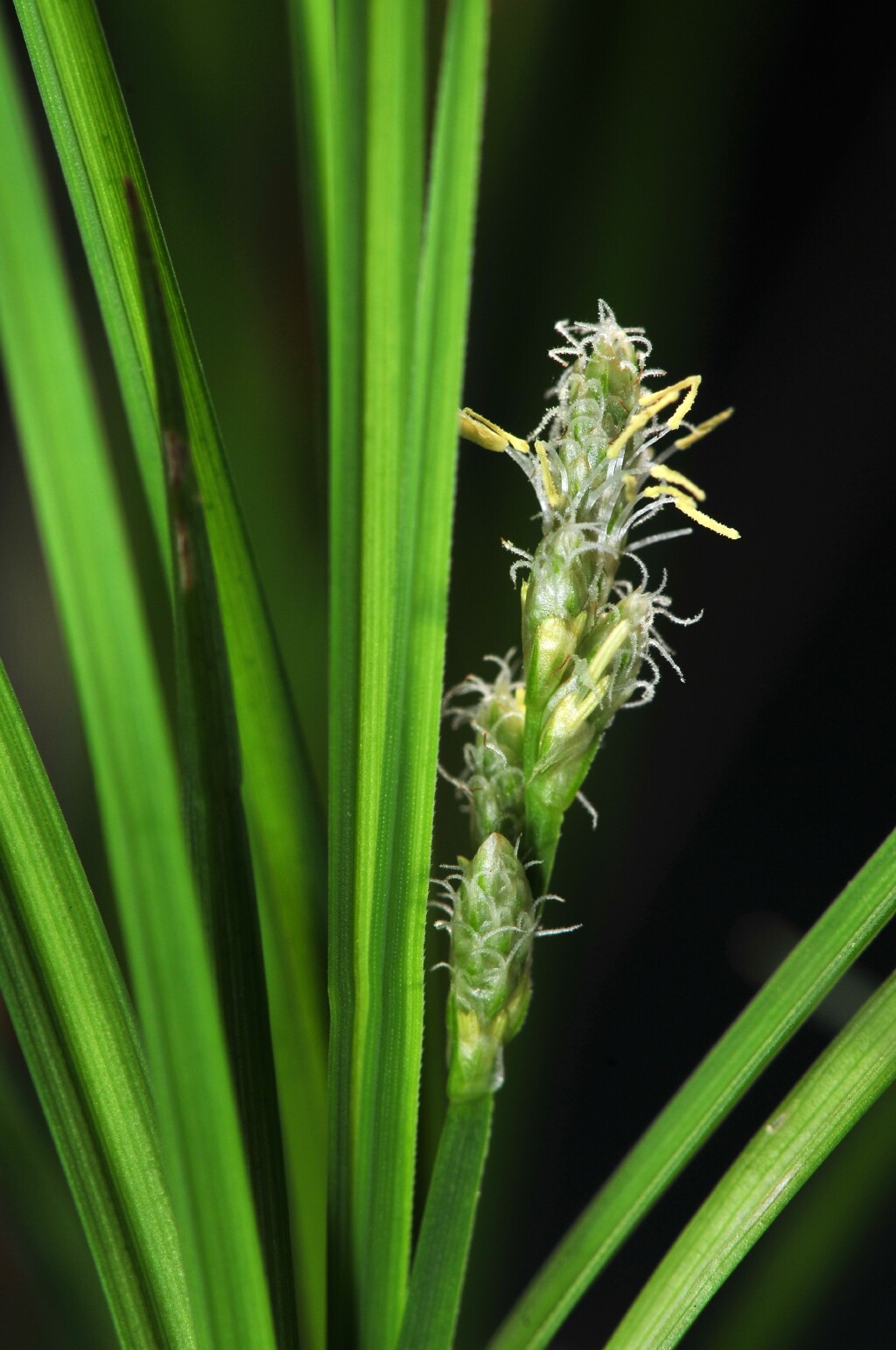 Carex canescens (hero image)