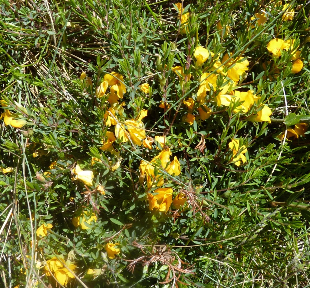 Pultenaea tenella (hero image)