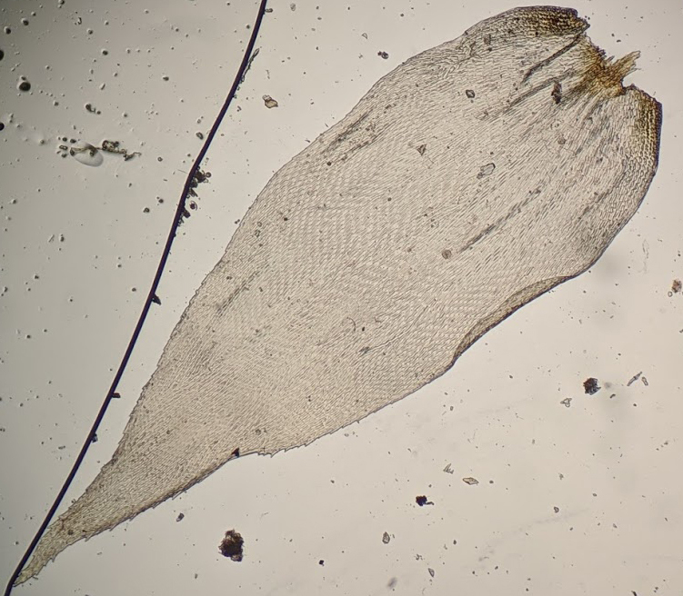 Glyphothecium sciuroides (hero image)