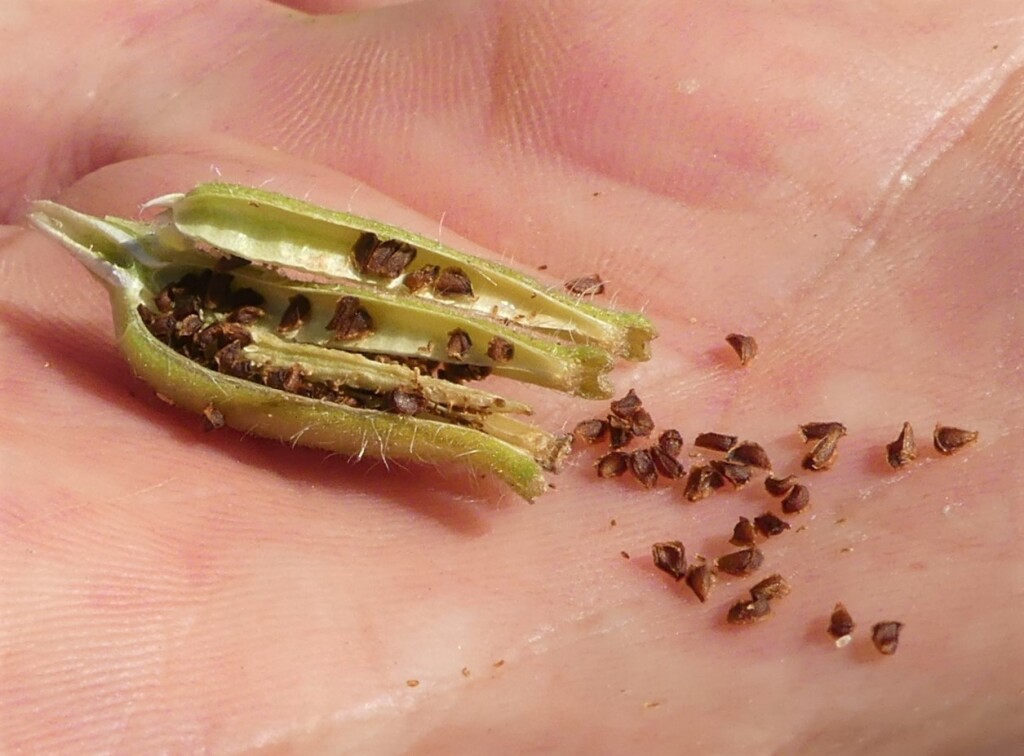 Oenothera glazioviana (hero image)