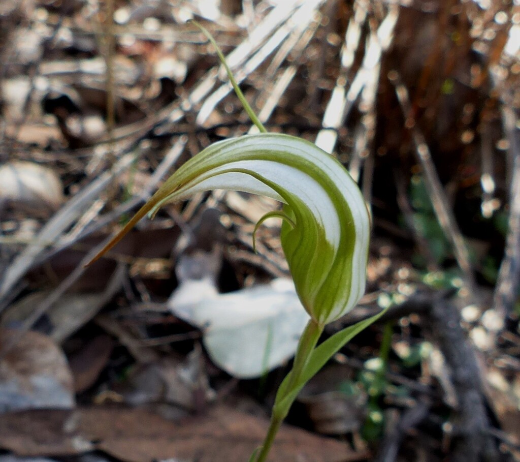 Pterostylis ampliata (hero image)