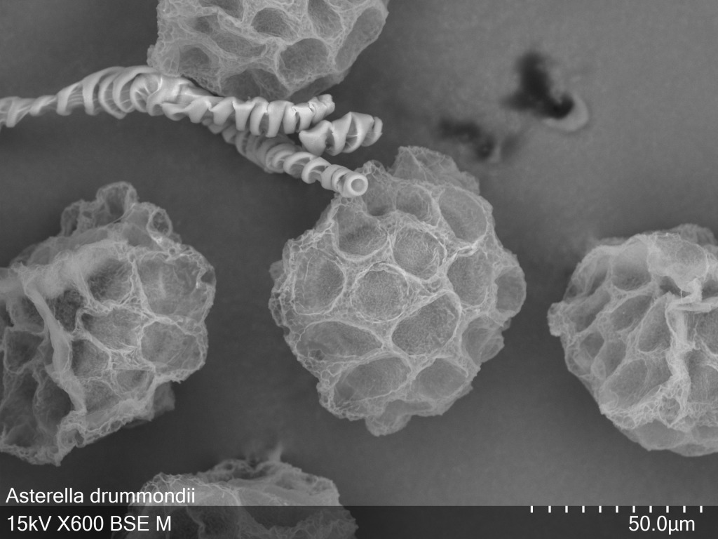 Asterella (hero image)