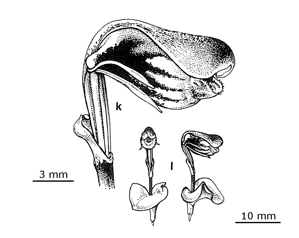 Corybas fordhamii (hero image)