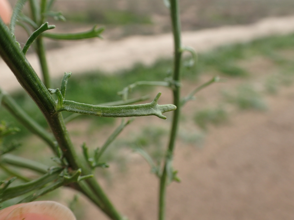 Minuria denticulata (hero image)