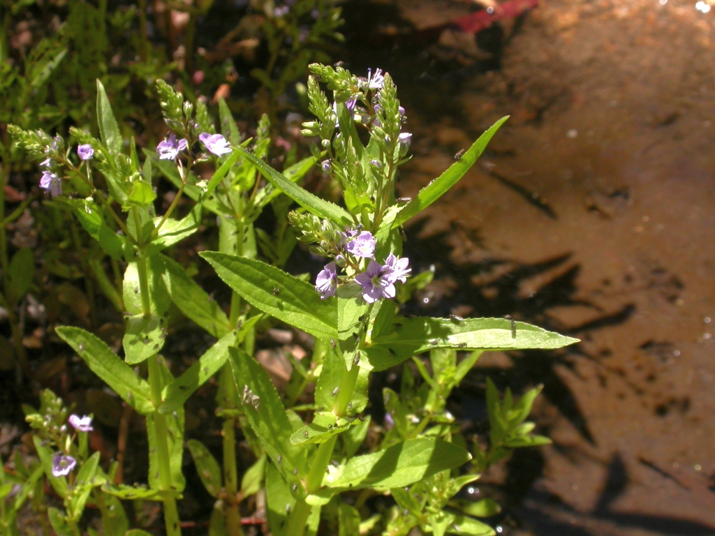 Veronica anagallis-aquatica (hero image)