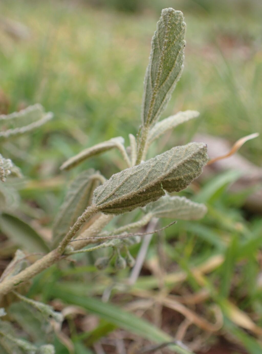 Sida fibulifera (hero image)