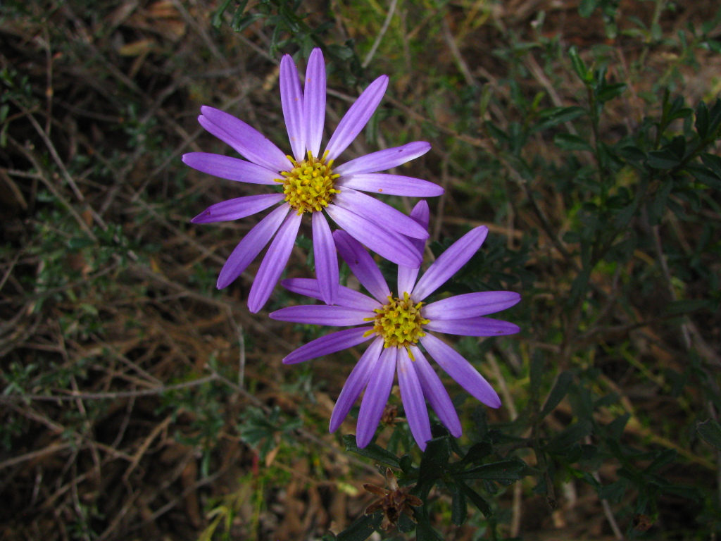 Olearia magniflora (hero image)