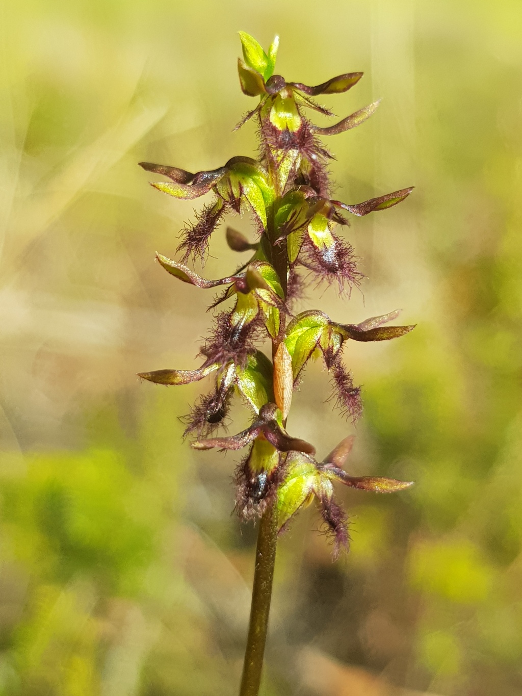 Corunastylis morrisii (hero image)