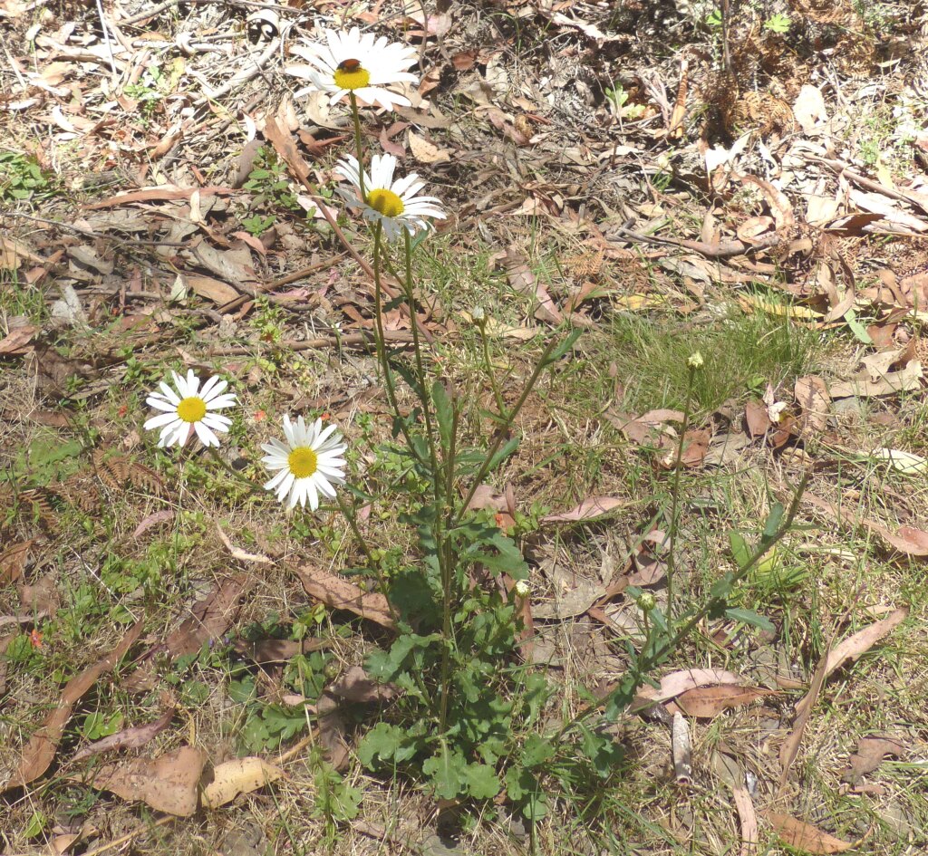 Leucanthemum vulgare (hero image)