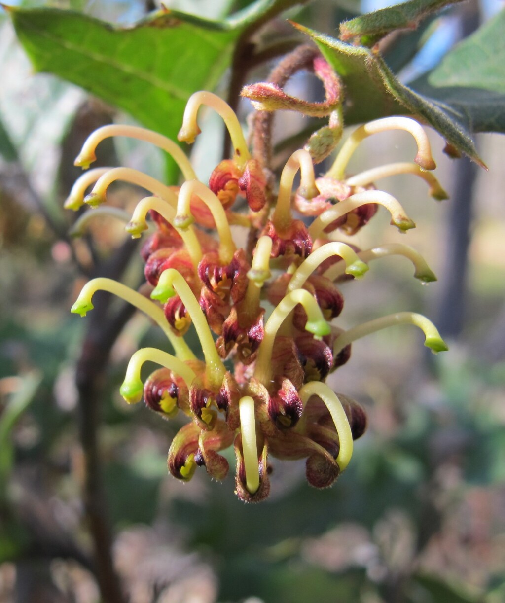 Grevillea dryophylla (hero image)