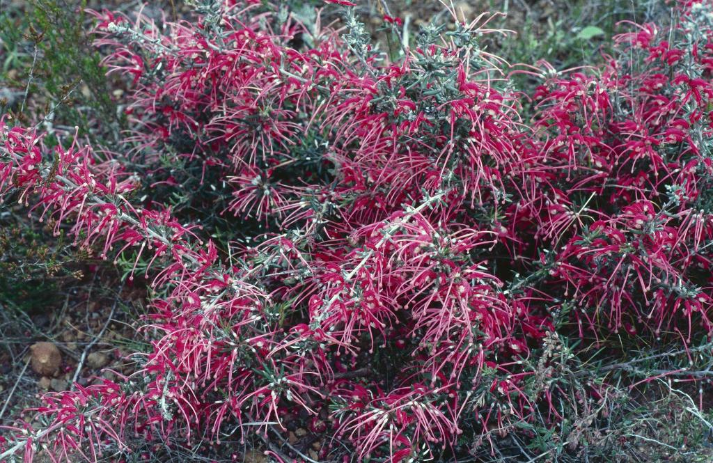 Grevillea lavandulacea (hero image)