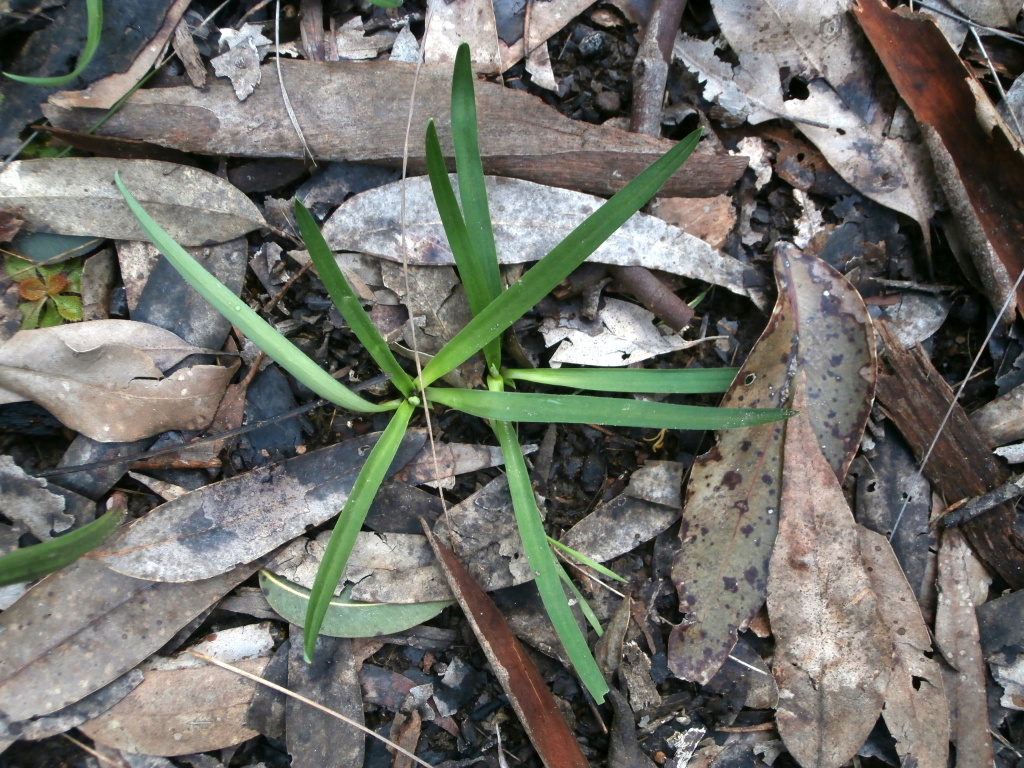 Chamaescilla corymbosa var. corymbosa (hero image)