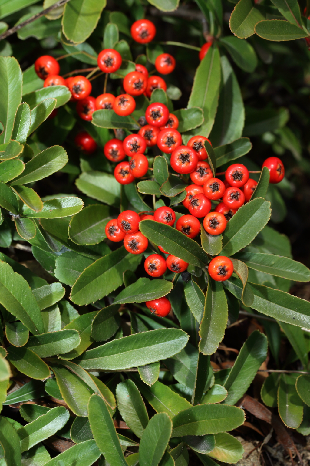 Pyracantha rogersiana (hero image)