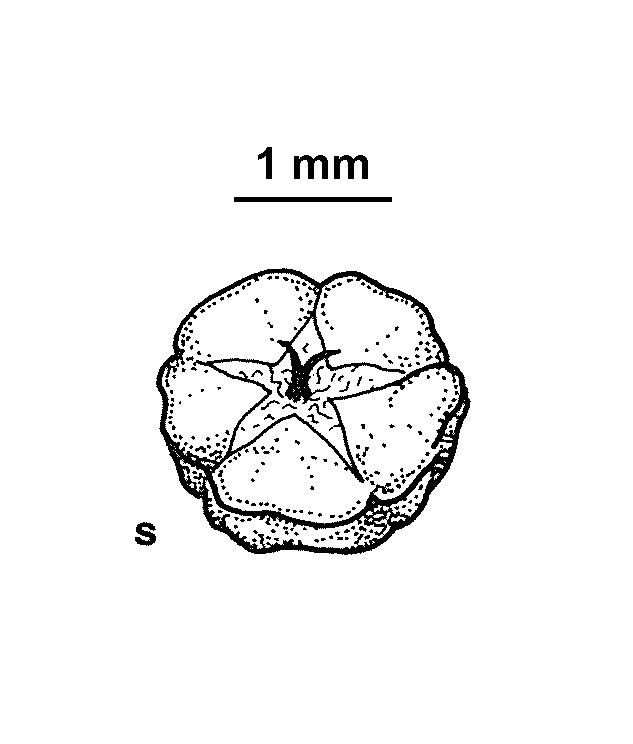 Maireana microphylla (hero image)