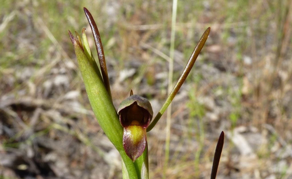 Orthoceras (hero image)
