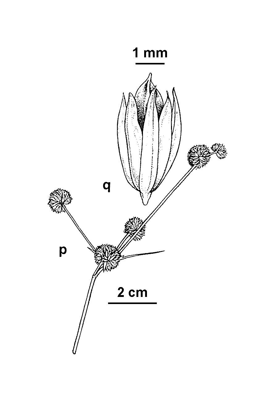 Juncus oxycarpus (hero image)