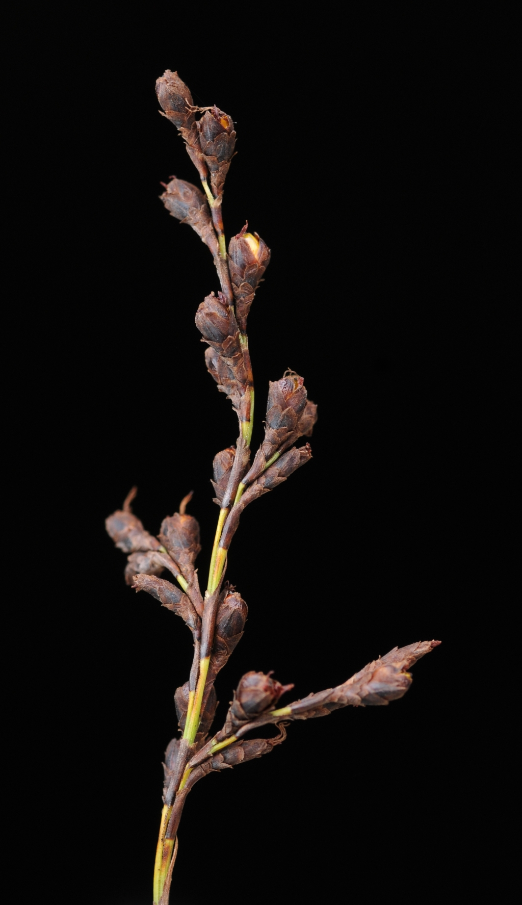 Cyperaceae (hero image)