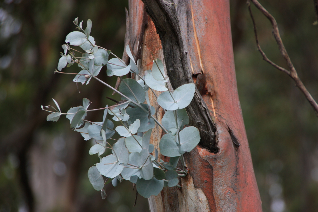 Eucalyptus rubida (hero image)