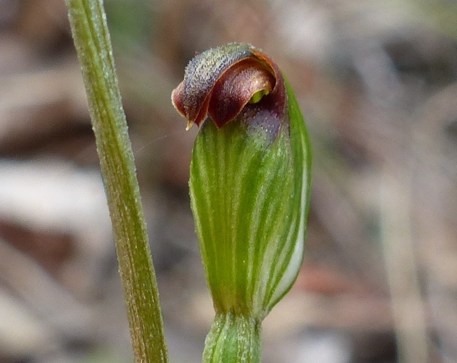 Pterostylis rubescens (hero image)