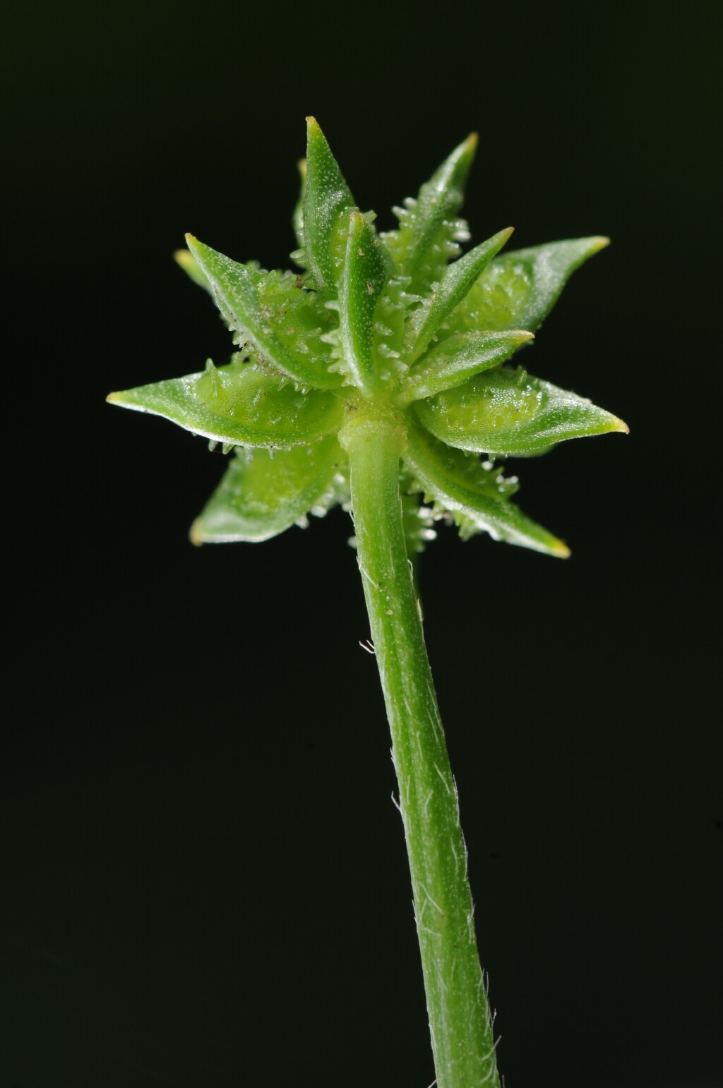 Ranunculus muricatus (hero image)