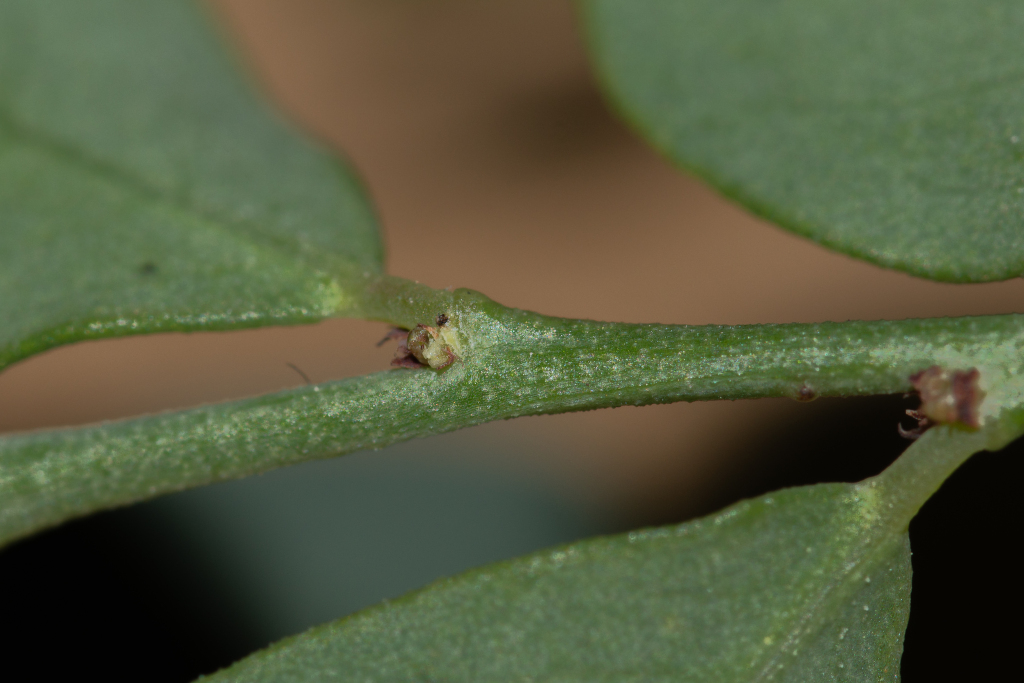 Phyllanthus saxosus (hero image)