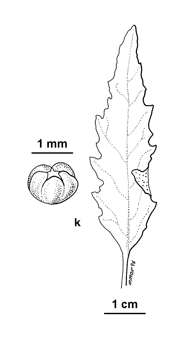 Dysphania ambrosioides (hero image)