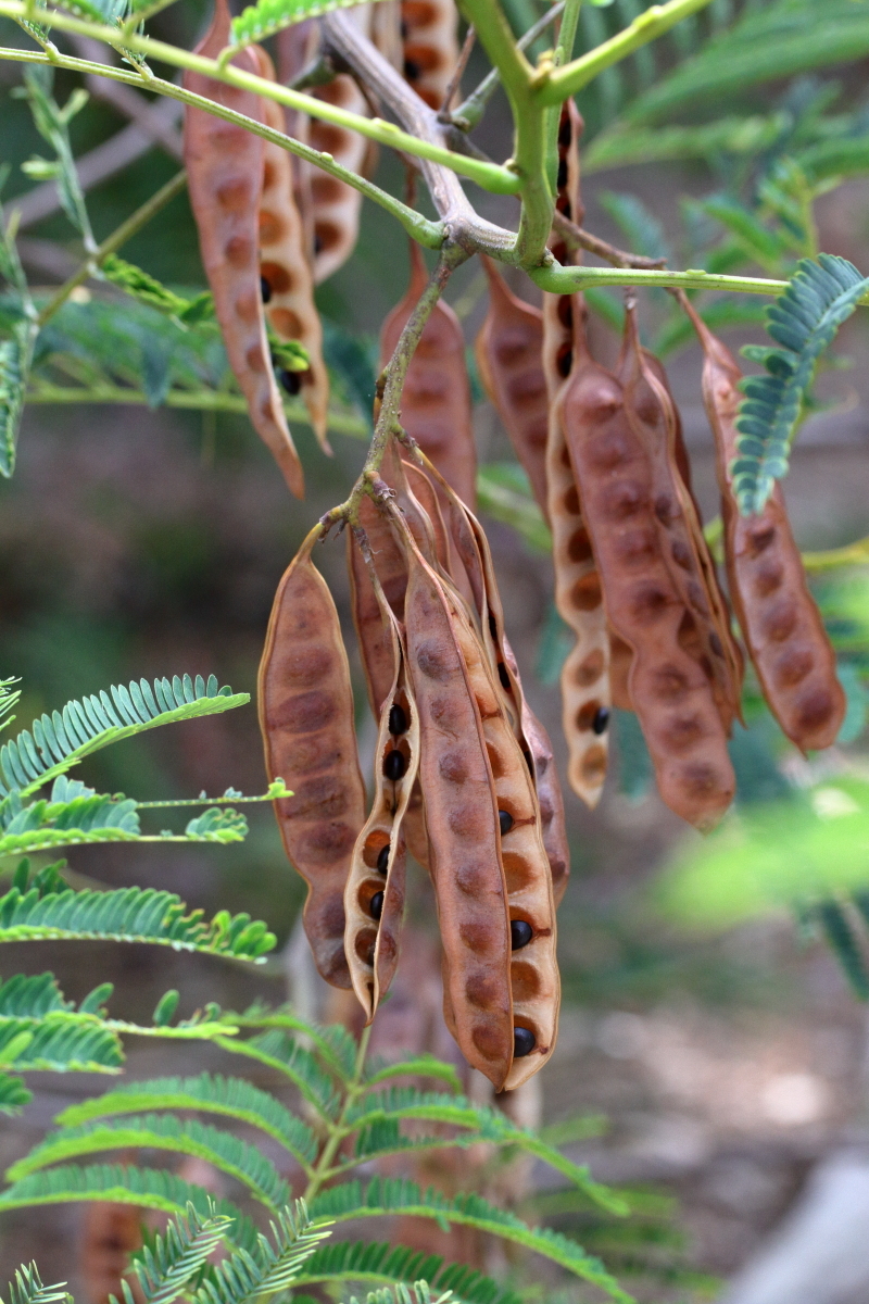 Paraserianthes lophantha subsp. lophantha (hero image)