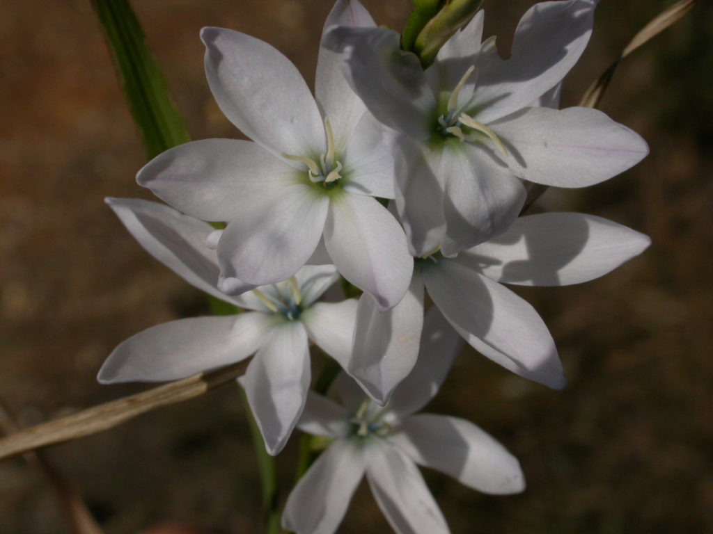 Ornithogalum thyrsoides (hero image)