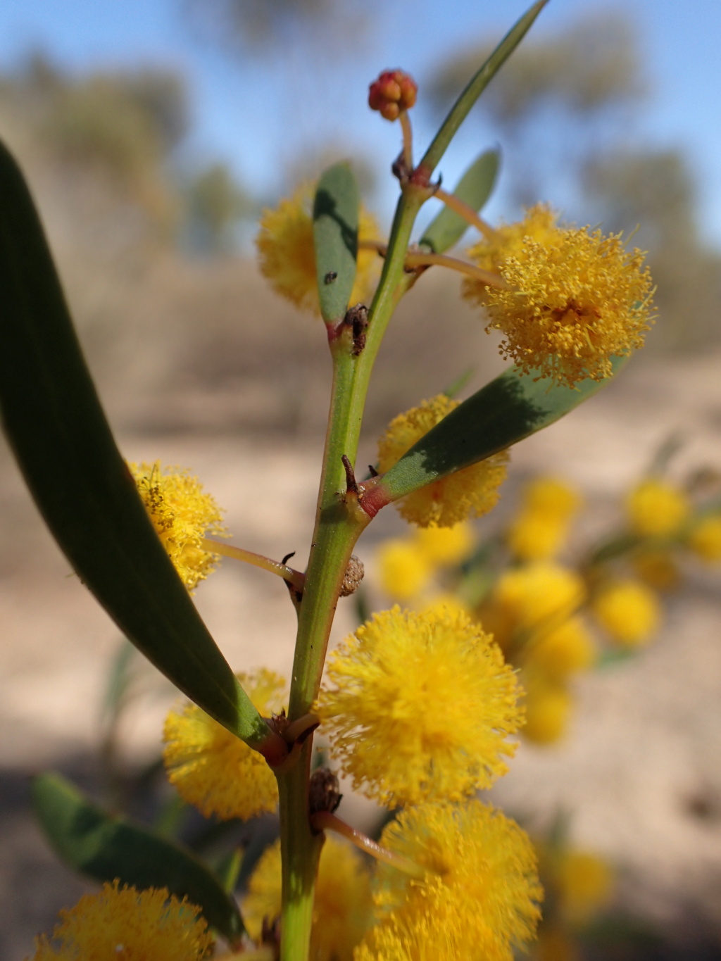 Acacia simmonsiana (hero image)