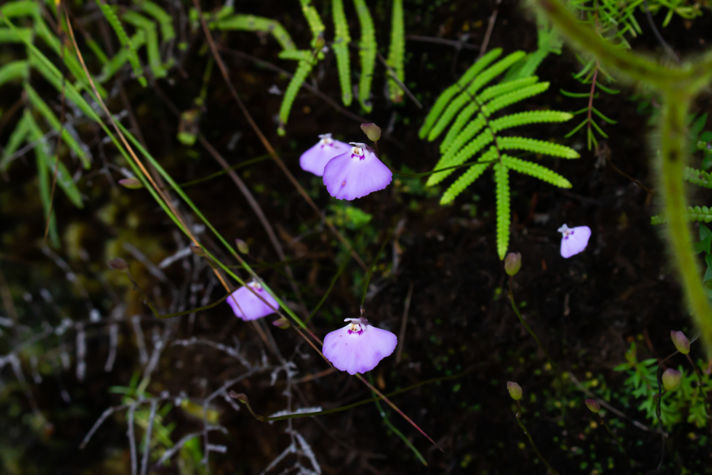 Utricularia uniflora (hero image)