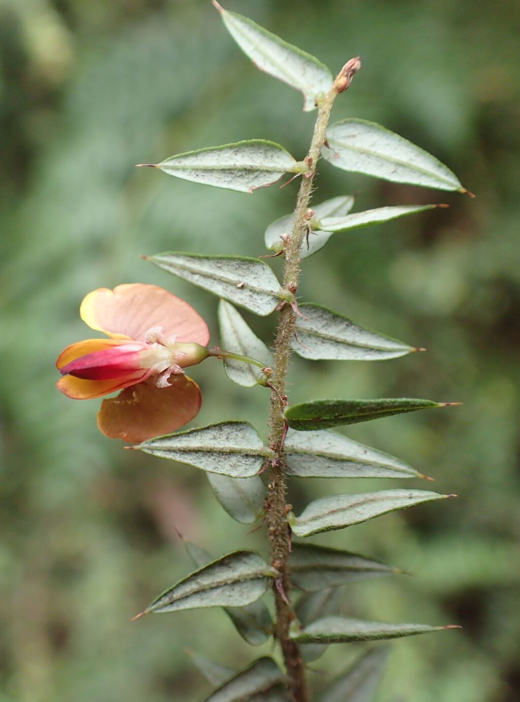 Bossiaea cordifolia (hero image)