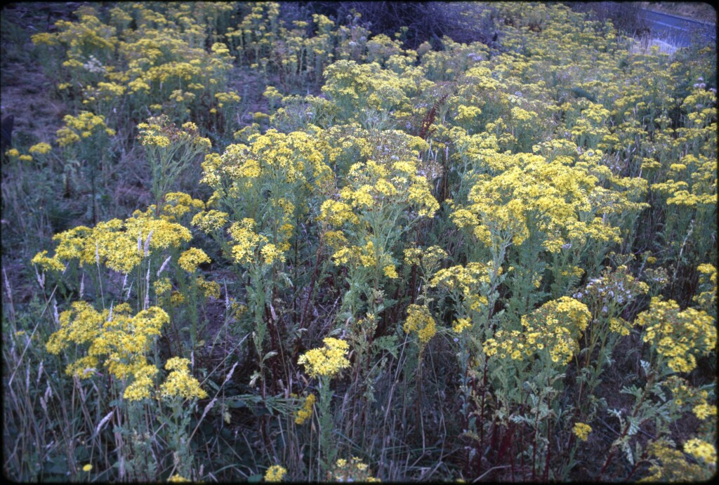 Senecio jacobaea (hero image)