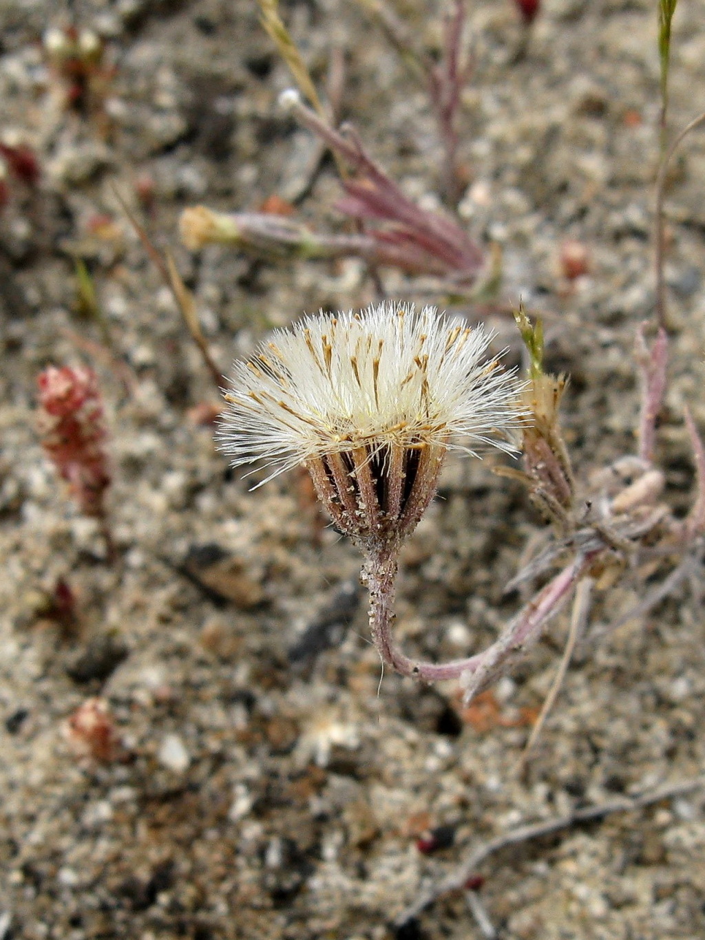Millotia tenuifolia (hero image)