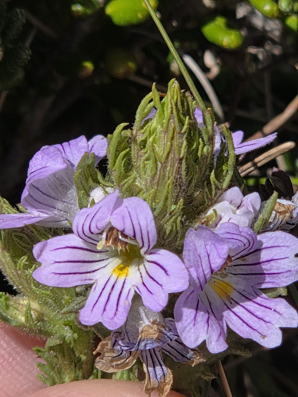Euphrasia eichleri (hero image)